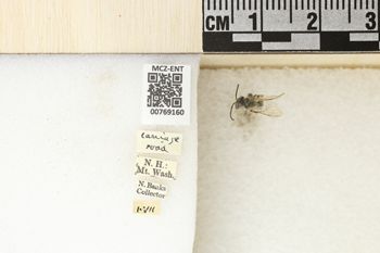 Media type: image;   Entomology 769160 Aspect: Labels